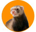Для хорьков
