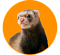 Для хорьков